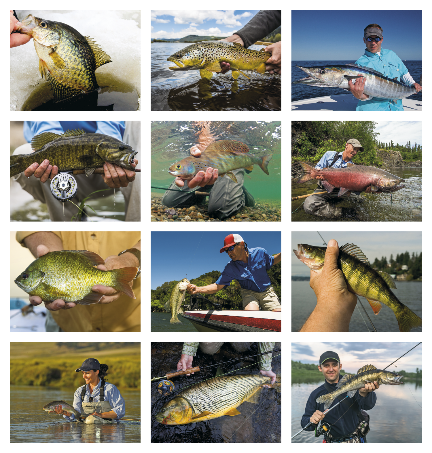 Fish Calendar – Enigma Fishing Charters